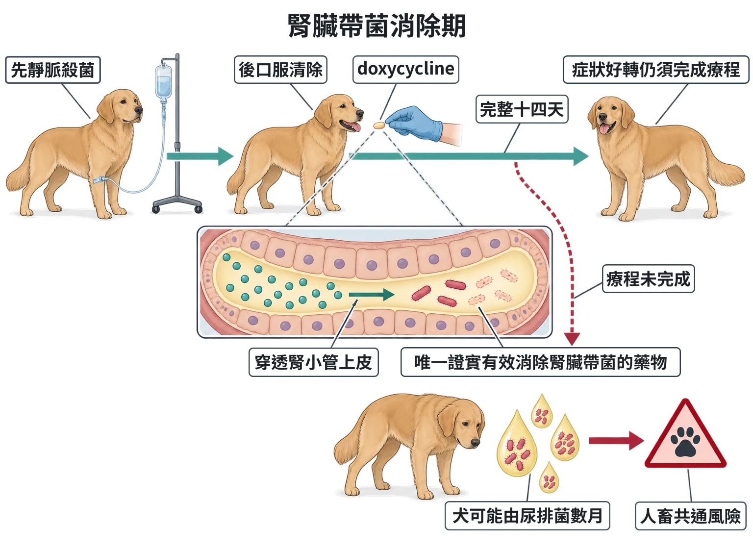 腎臟帶菌消除期教學插圖