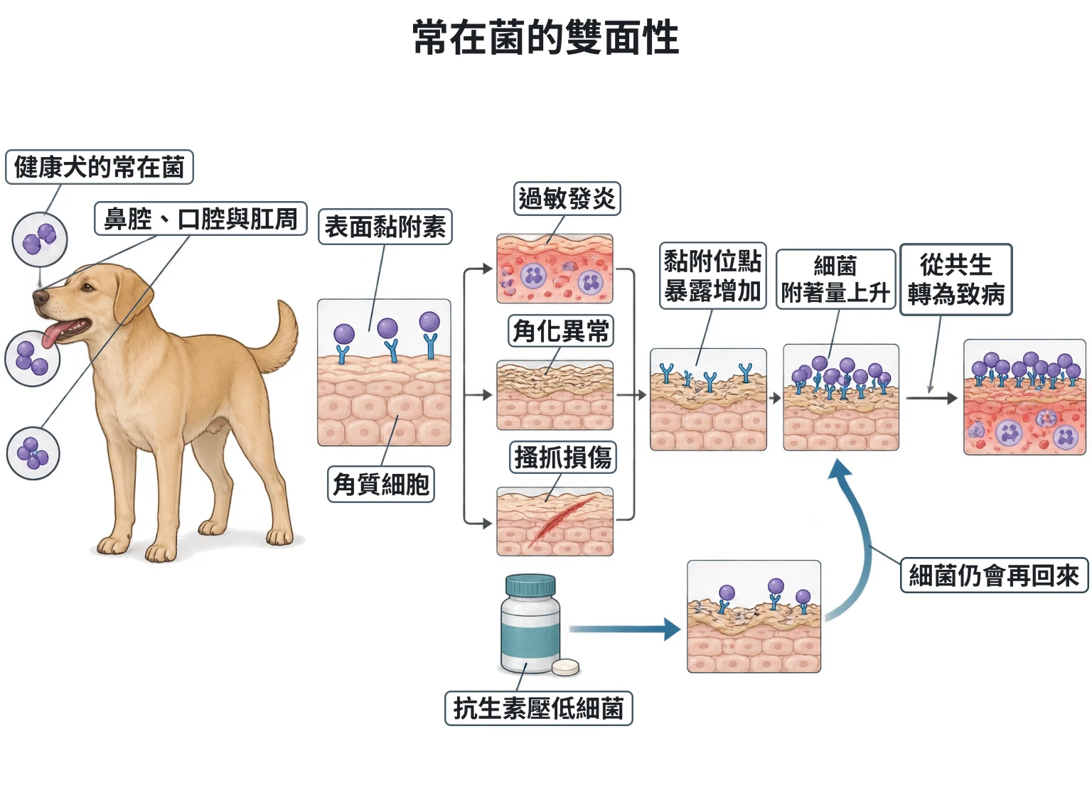 常在菌的雙面性教學插圖