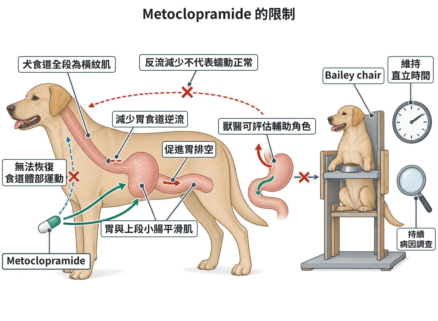 Metoclopramide 的限制教學插圖