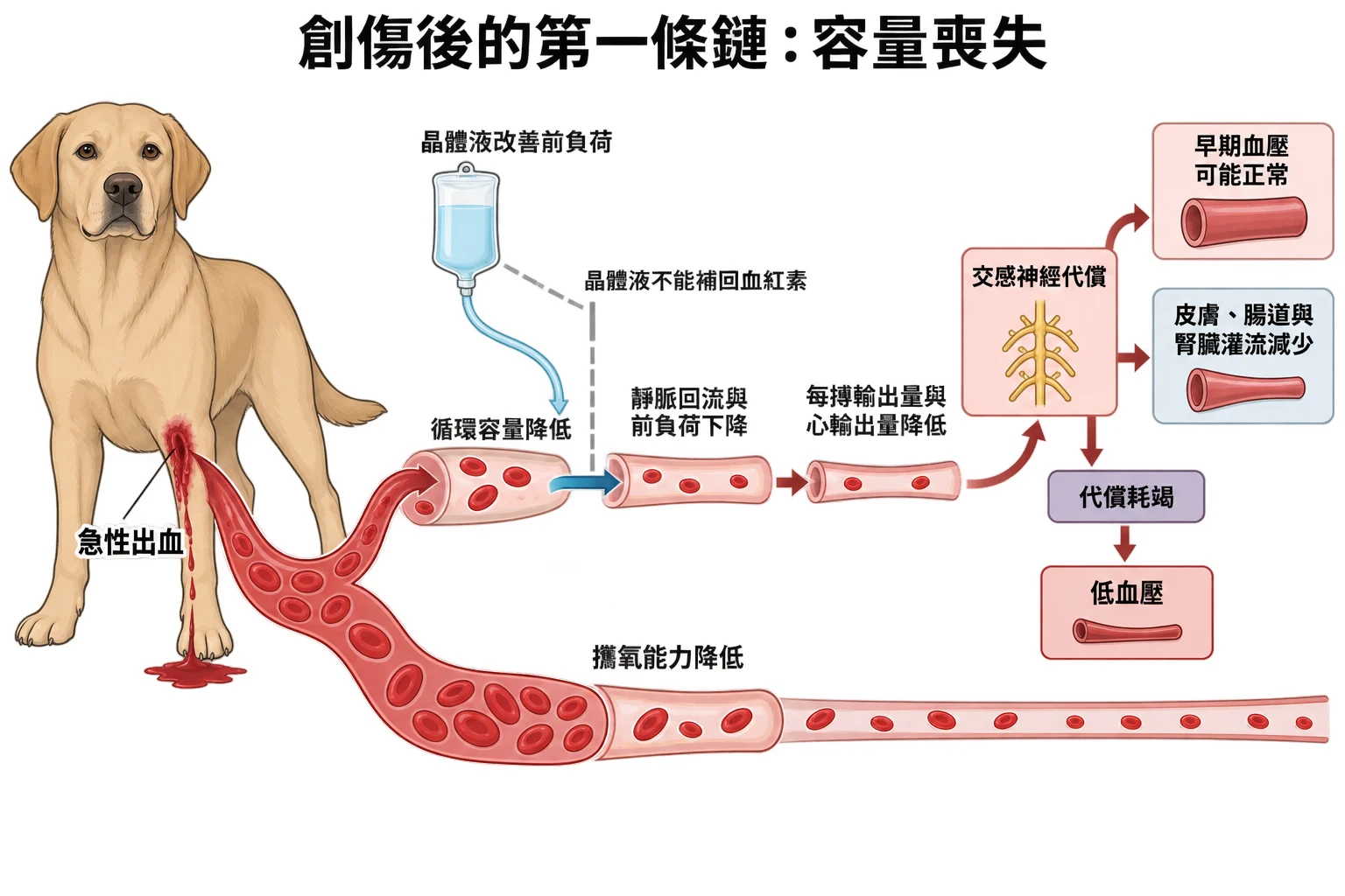 創傷後的第一條鏈:容量喪失教學插圖