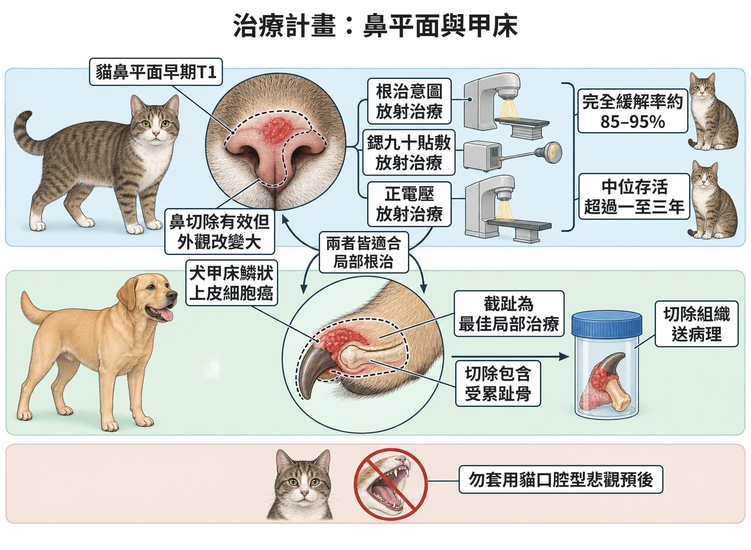 治療計畫:鼻平面與甲床教學插圖