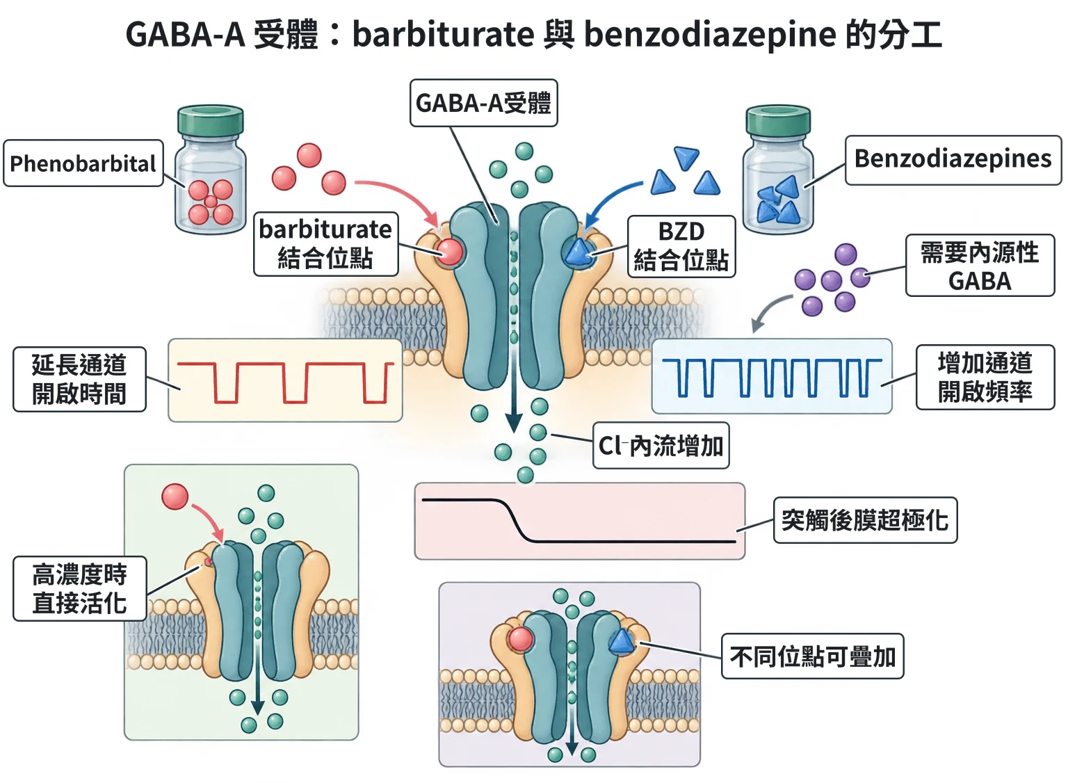 GABA-A 受體:barbiturate 與 benzodiazepine 的分工教學插圖