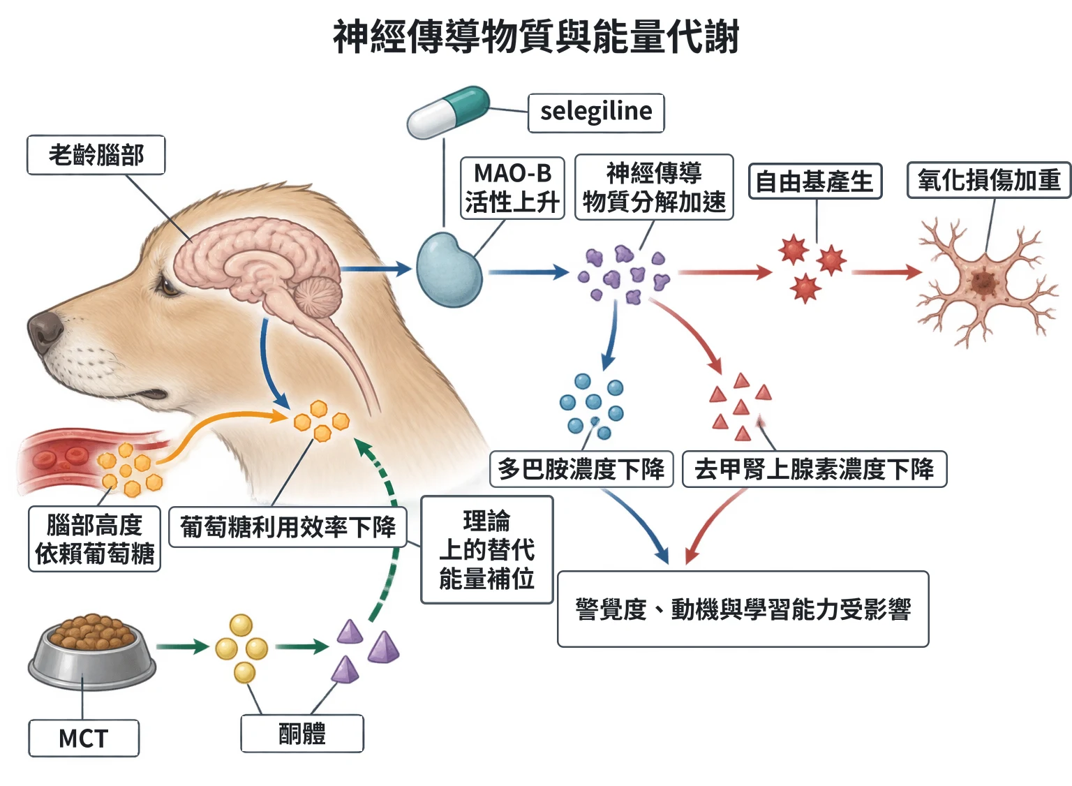 神經傳導物質與能量代謝教學插圖