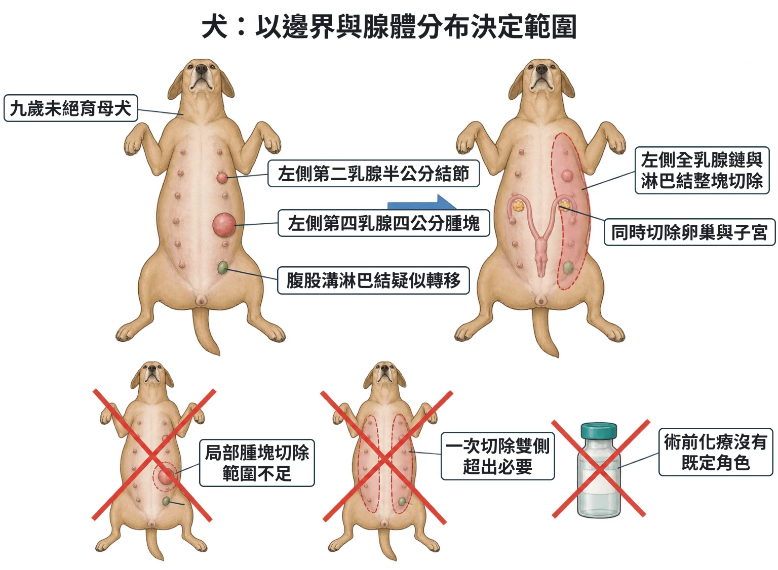 犬:以邊界與腺體分布決定範圍教學插圖