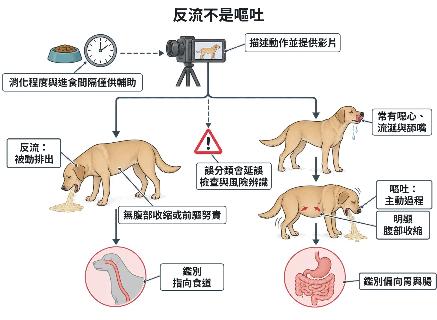 反流不是嘔吐教學插圖