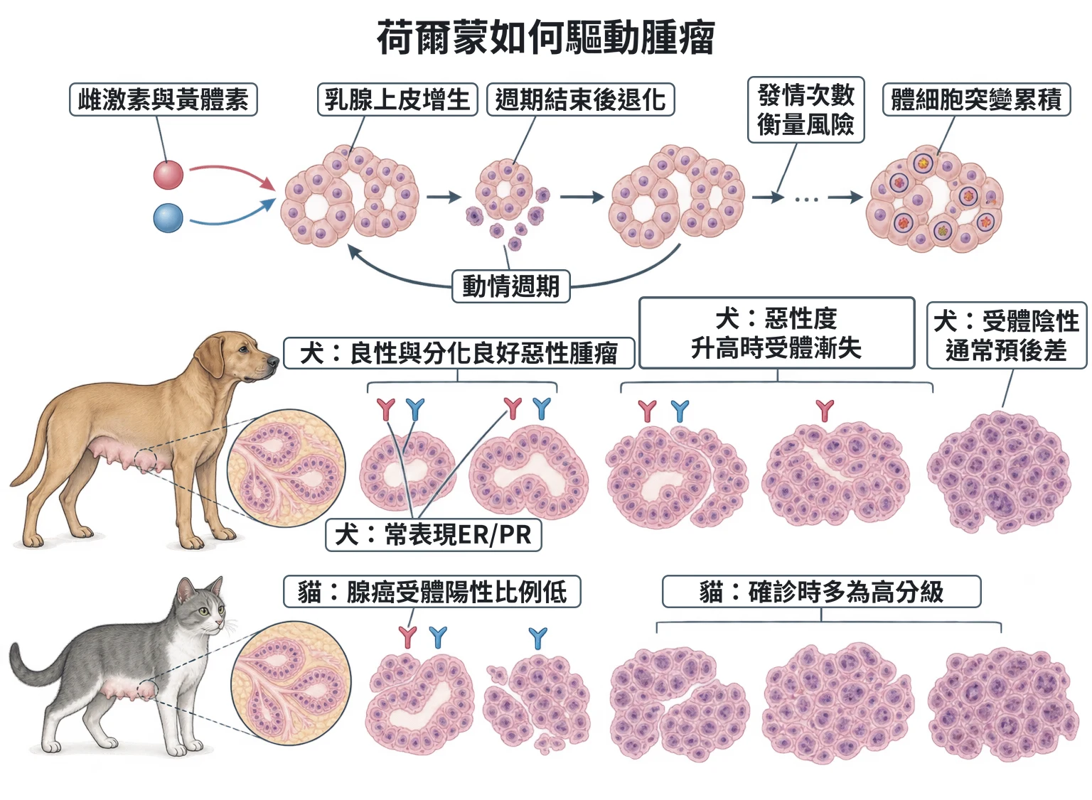 荷爾蒙如何驅動腫瘤教學插圖