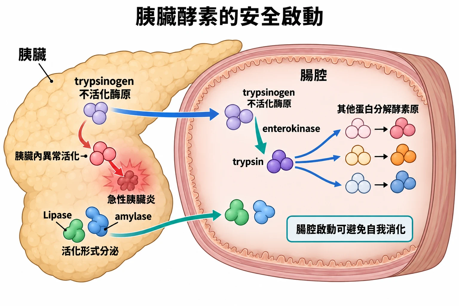 胰臟酵素的安全啟動教學插圖
