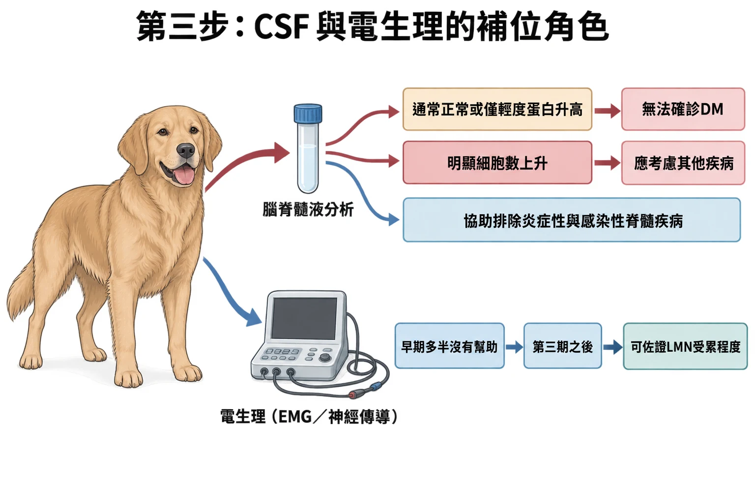 第三步:CSF 與電生理的補位角色教學插圖