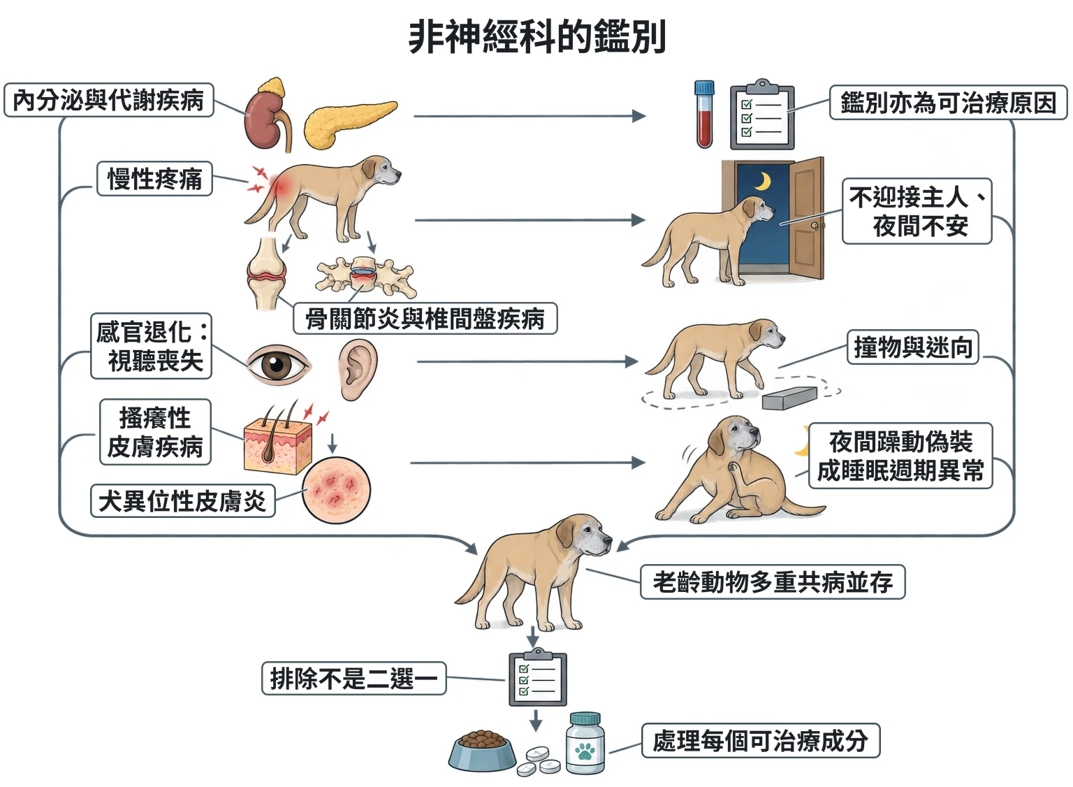 非神經科的鑑別教學插圖
