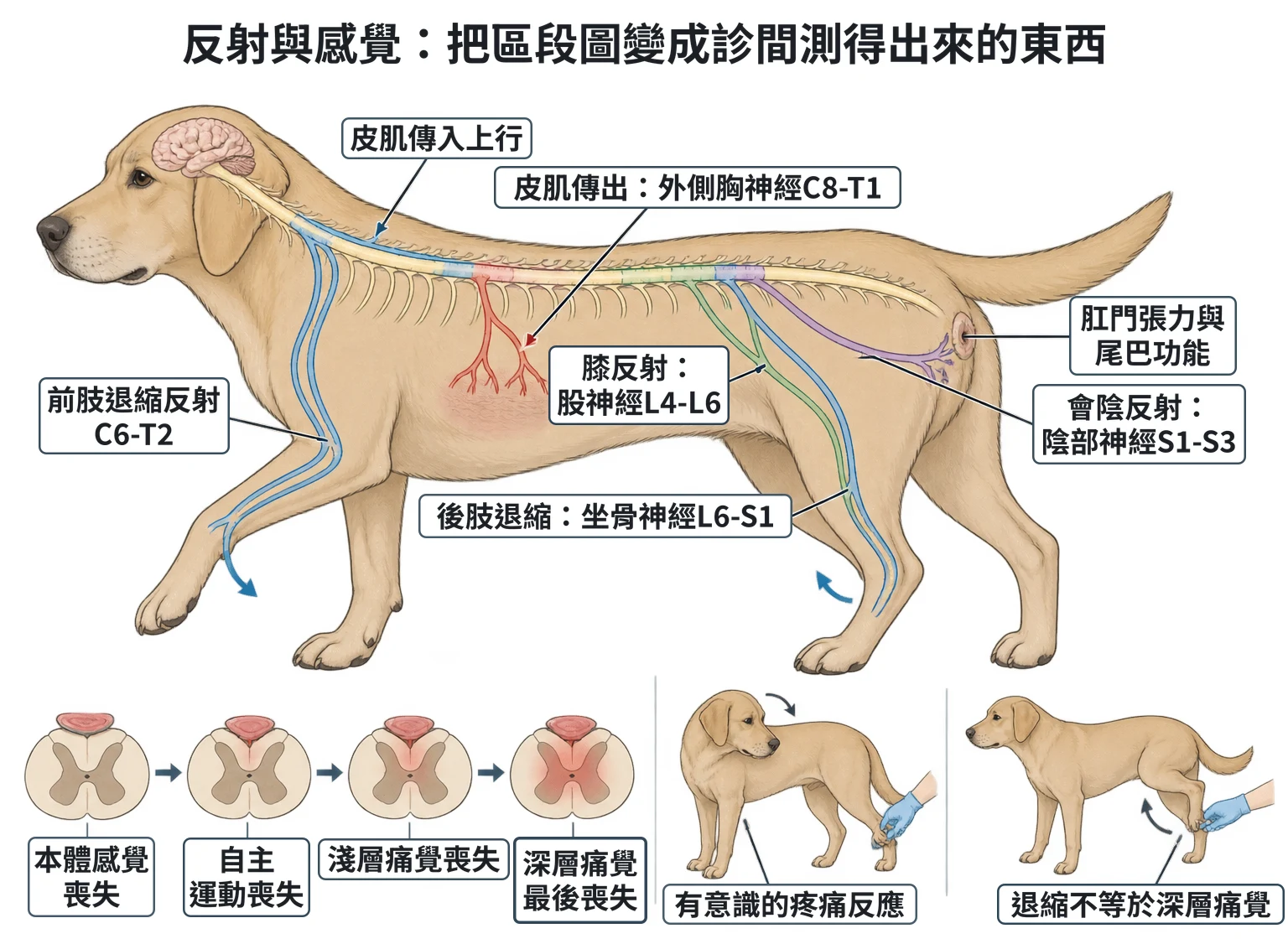 反射與感覺:把區段圖變成診間測得出來的東西教學插圖