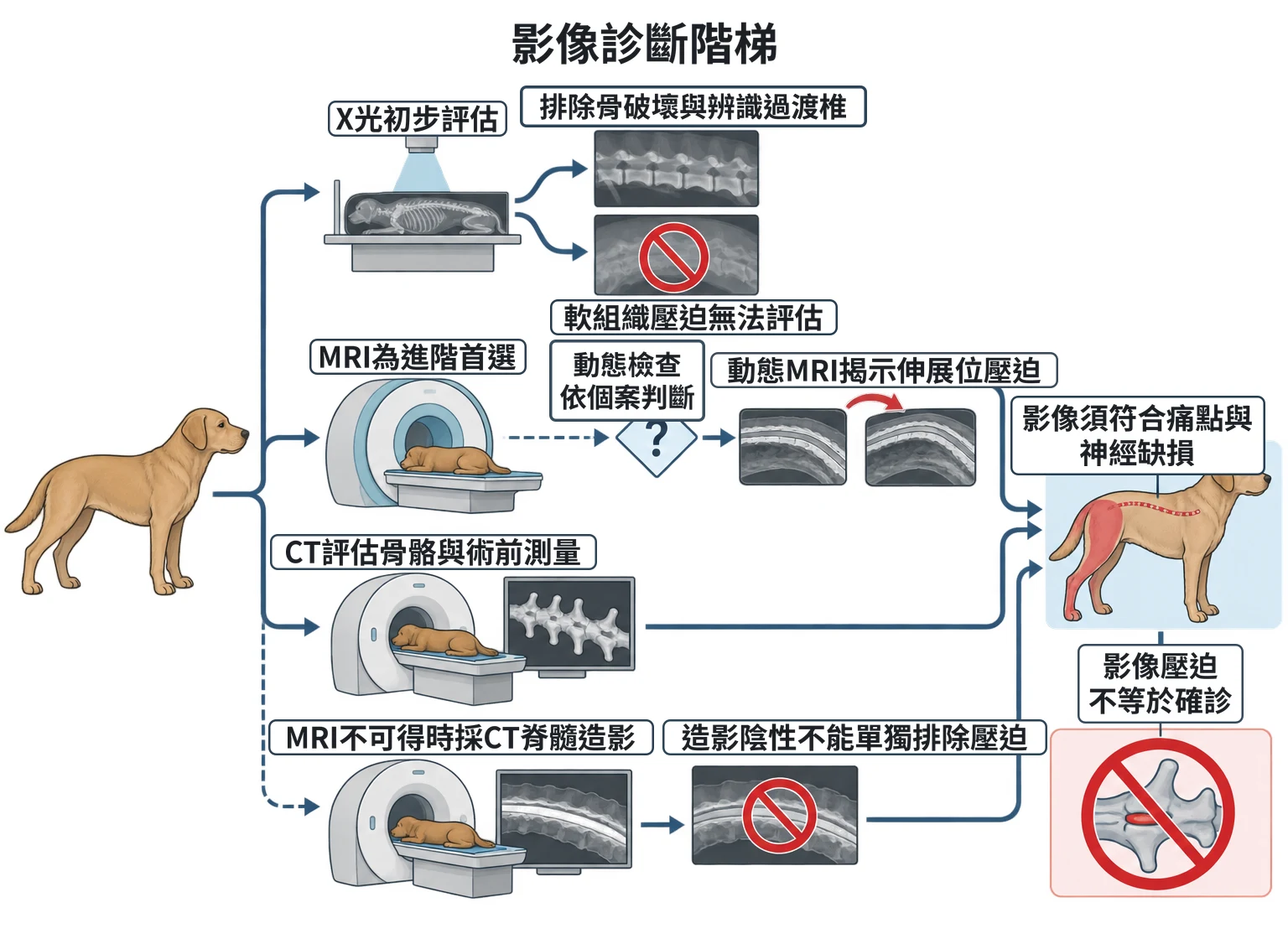 影像診斷階梯教學插圖