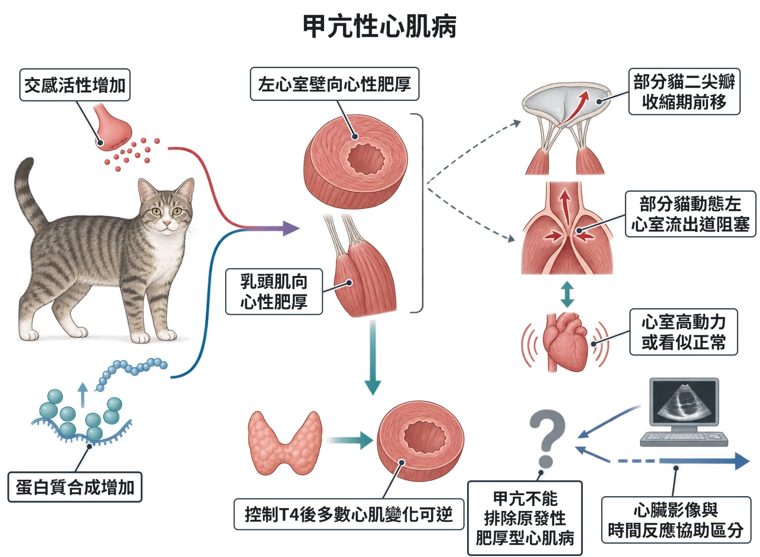 甲亢性心肌病教學插圖