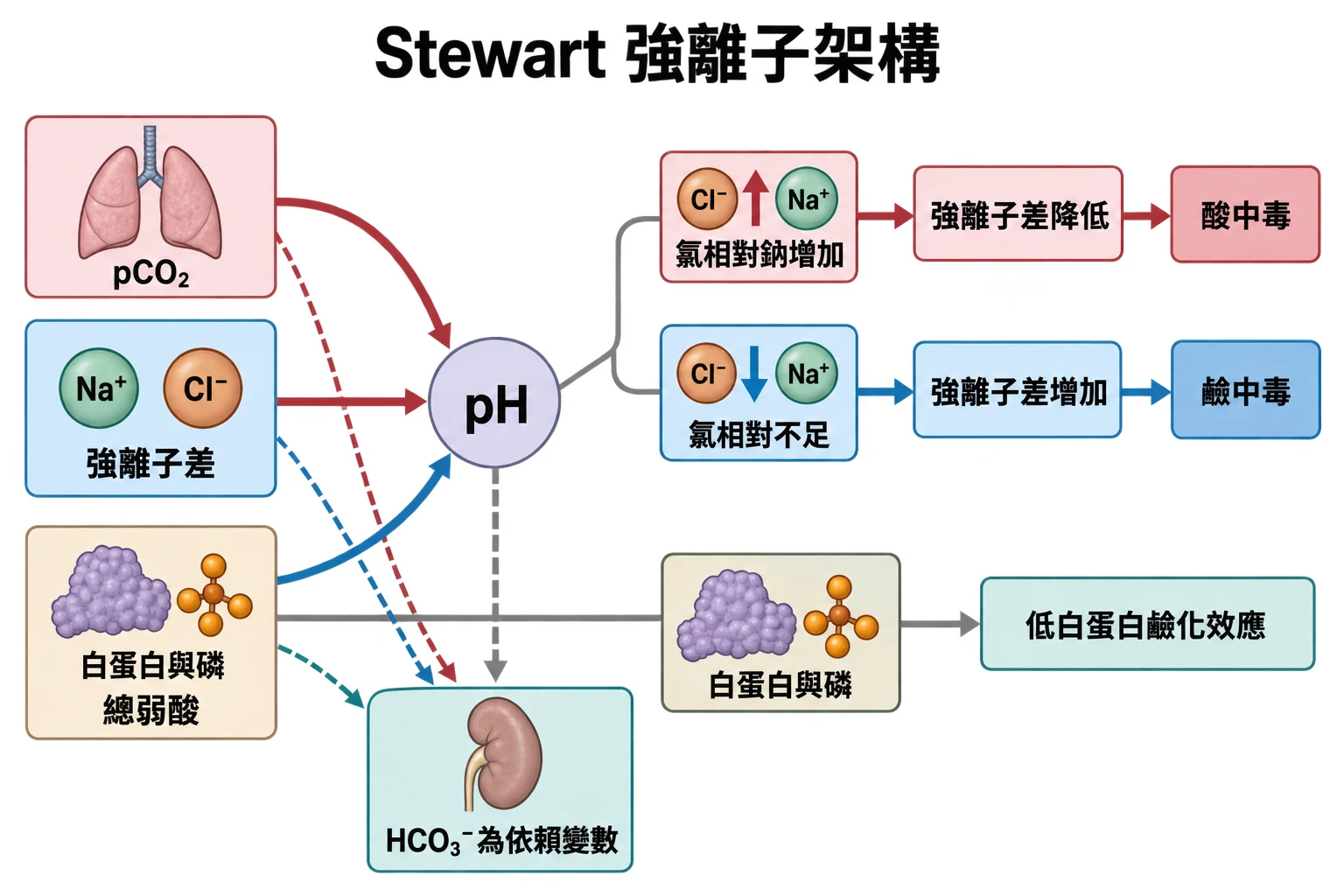 Stewart 強離子架構教學插圖