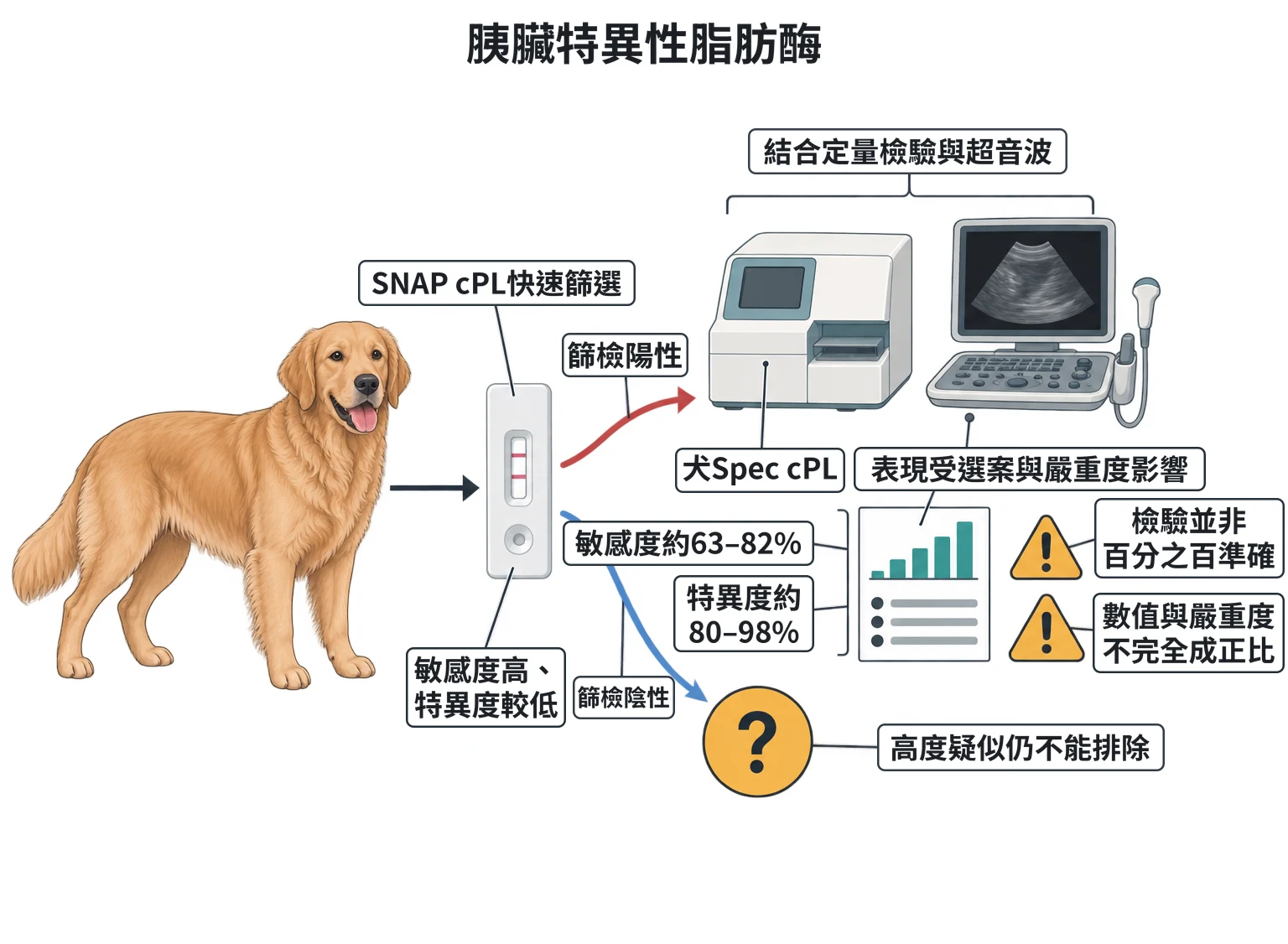胰臟特異性脂肪酶教學插圖