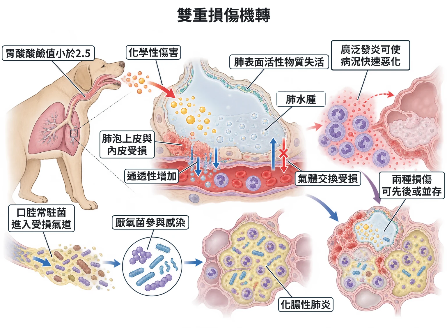 雙重損傷機轉教學插圖