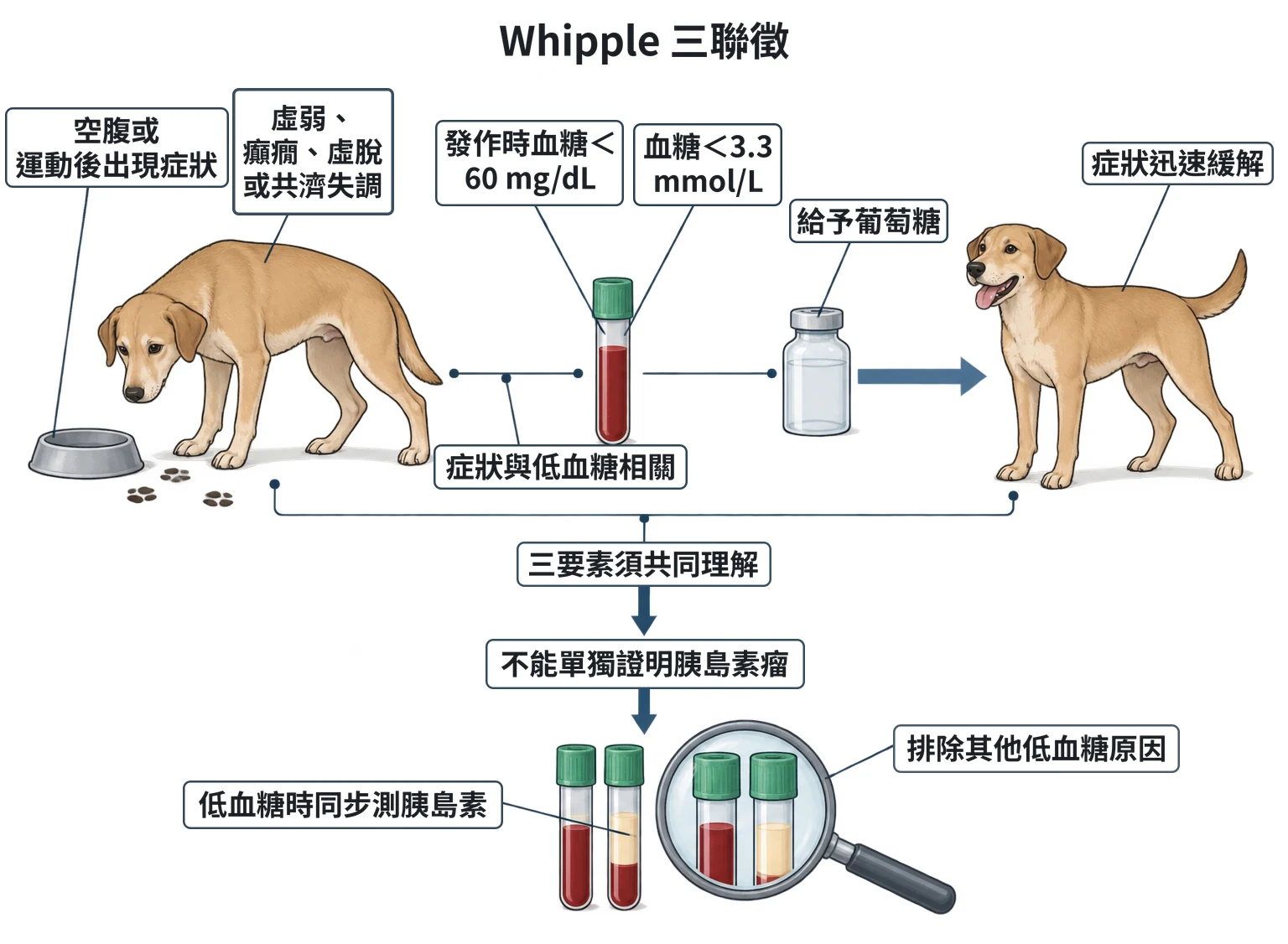 Whipple 三聯徵教學插圖