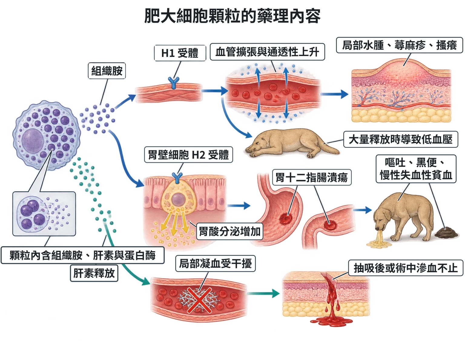肥大細胞顆粒的藥理內容教學插圖