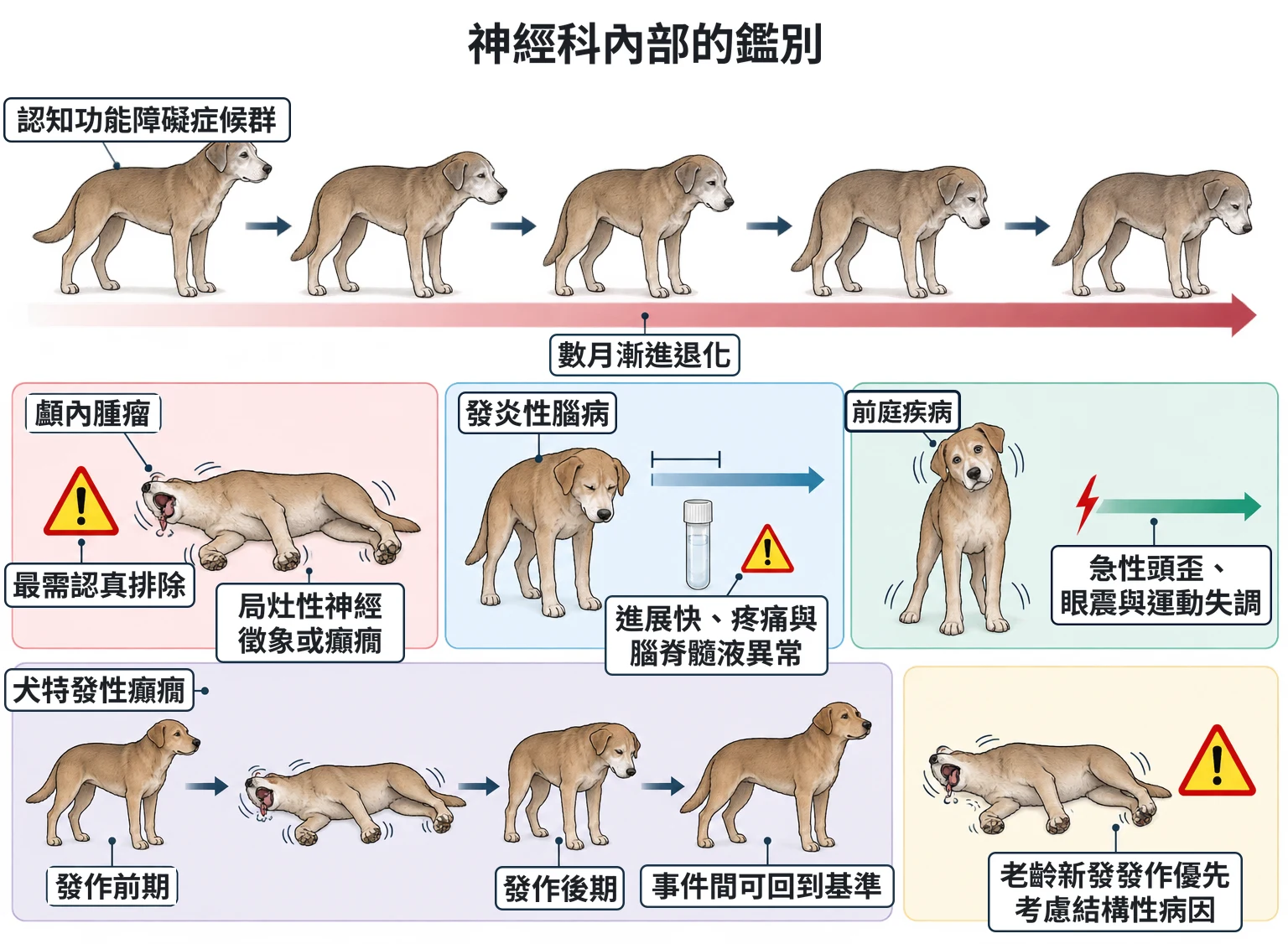 神經科內部的鑑別教學插圖