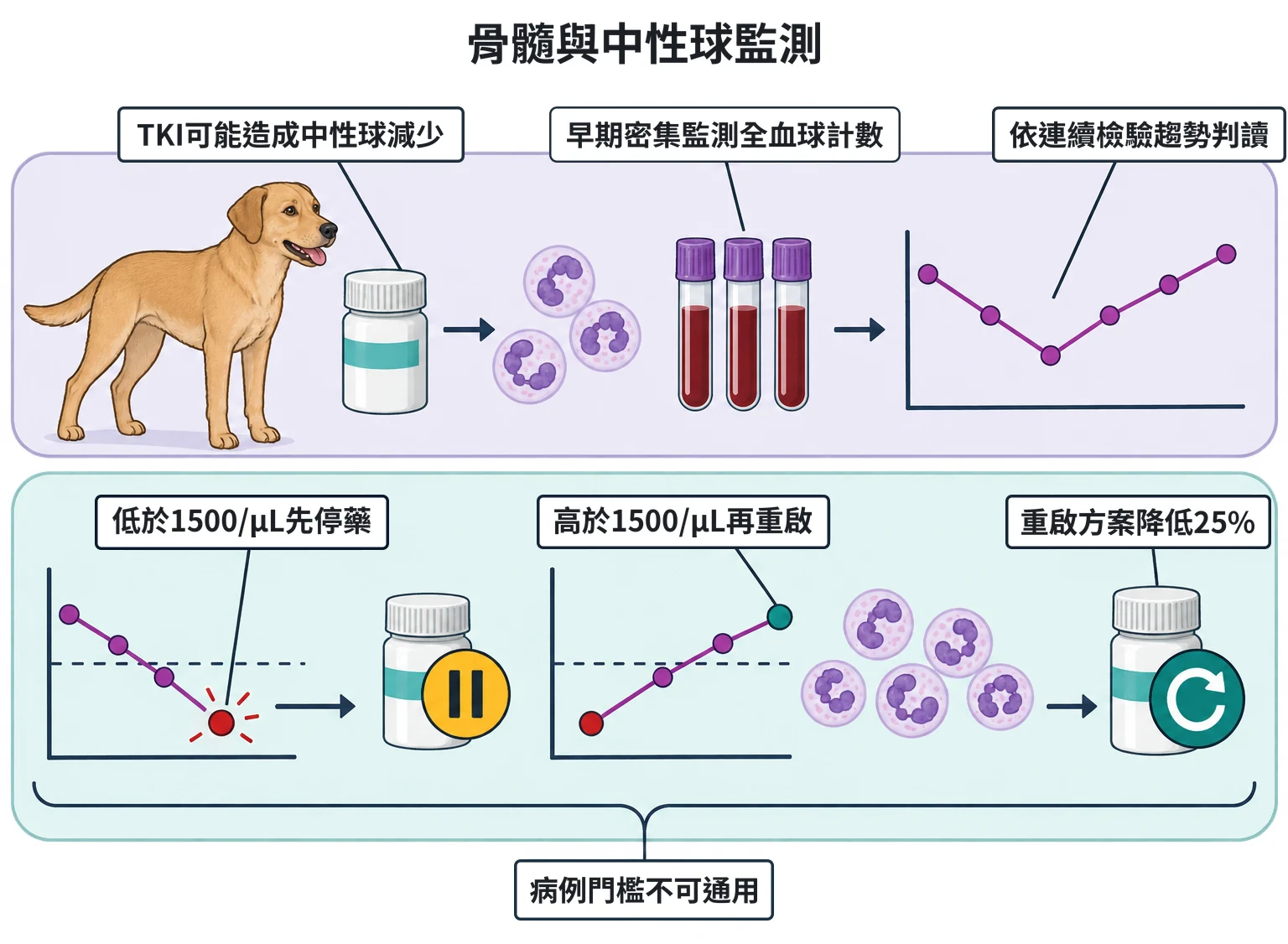 骨髓與中性球監測教學插圖