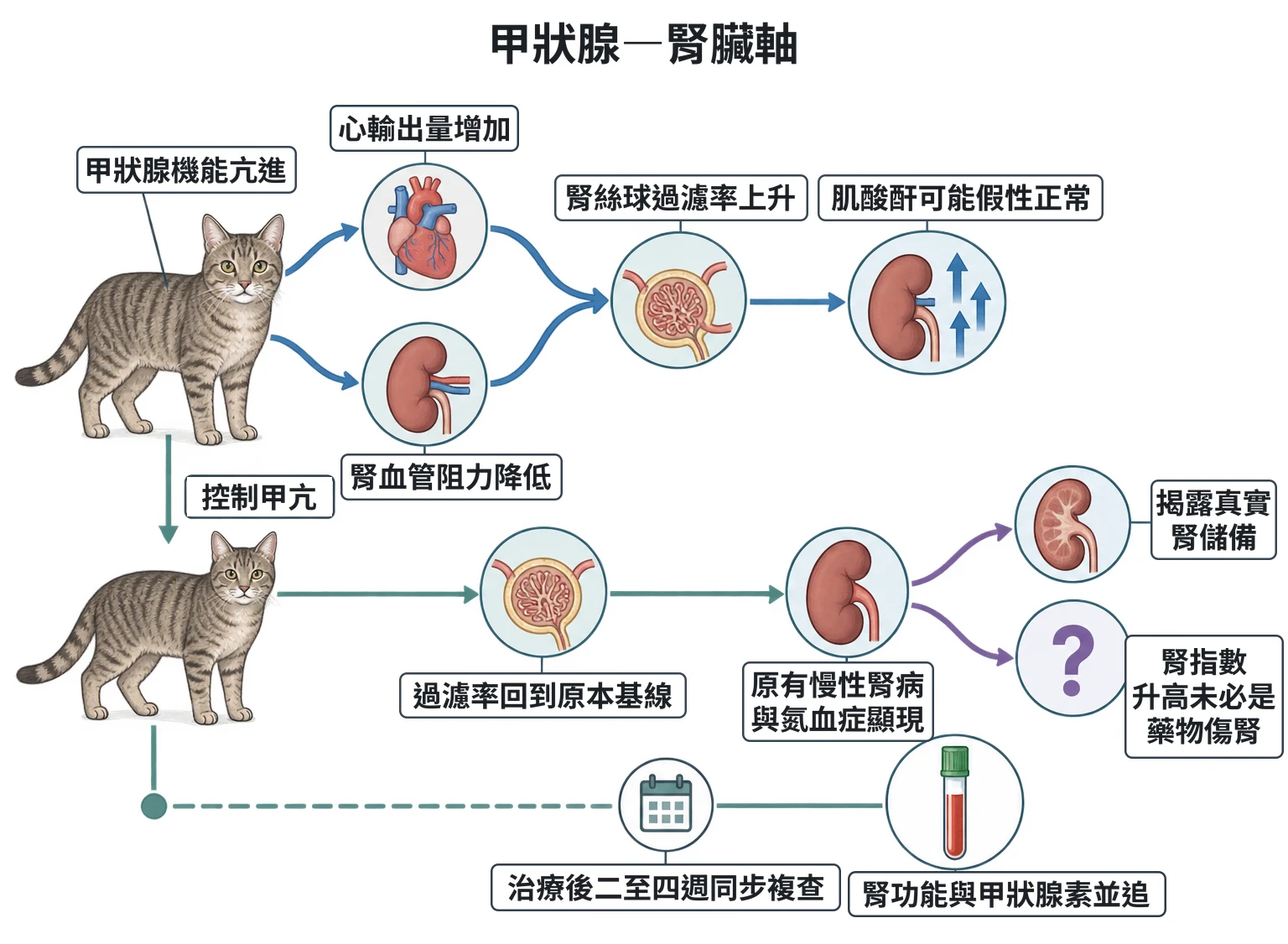 甲狀腺—腎臟軸教學插圖