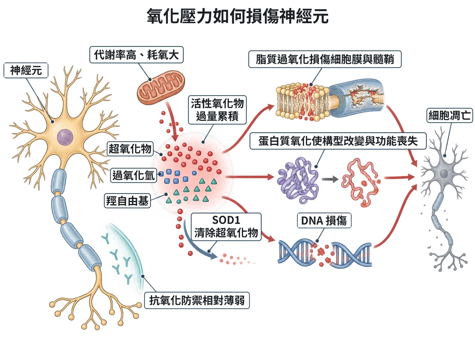 氧化壓力如何損傷神經元教學插圖