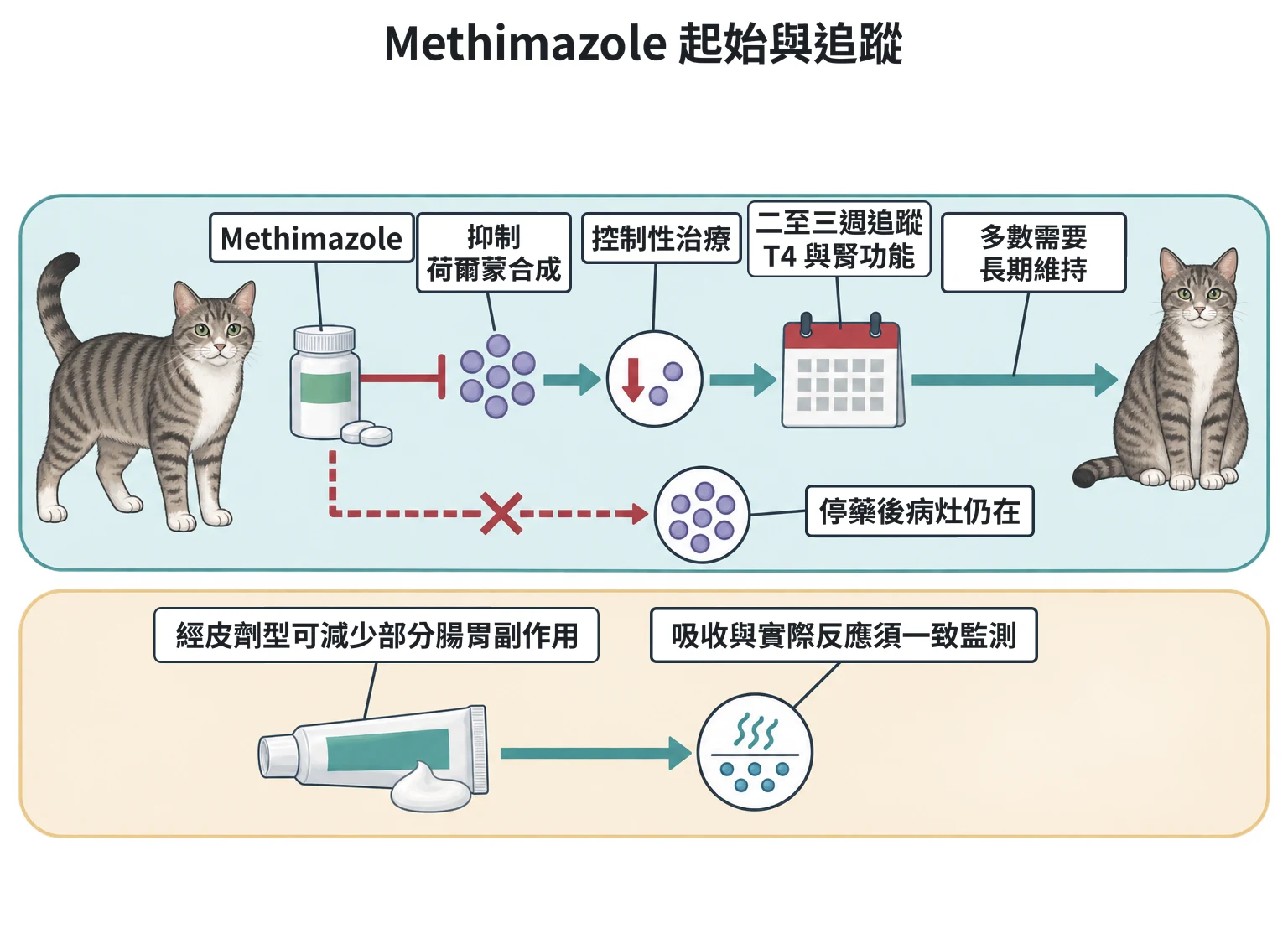 Methimazole 起始與追蹤教學插圖