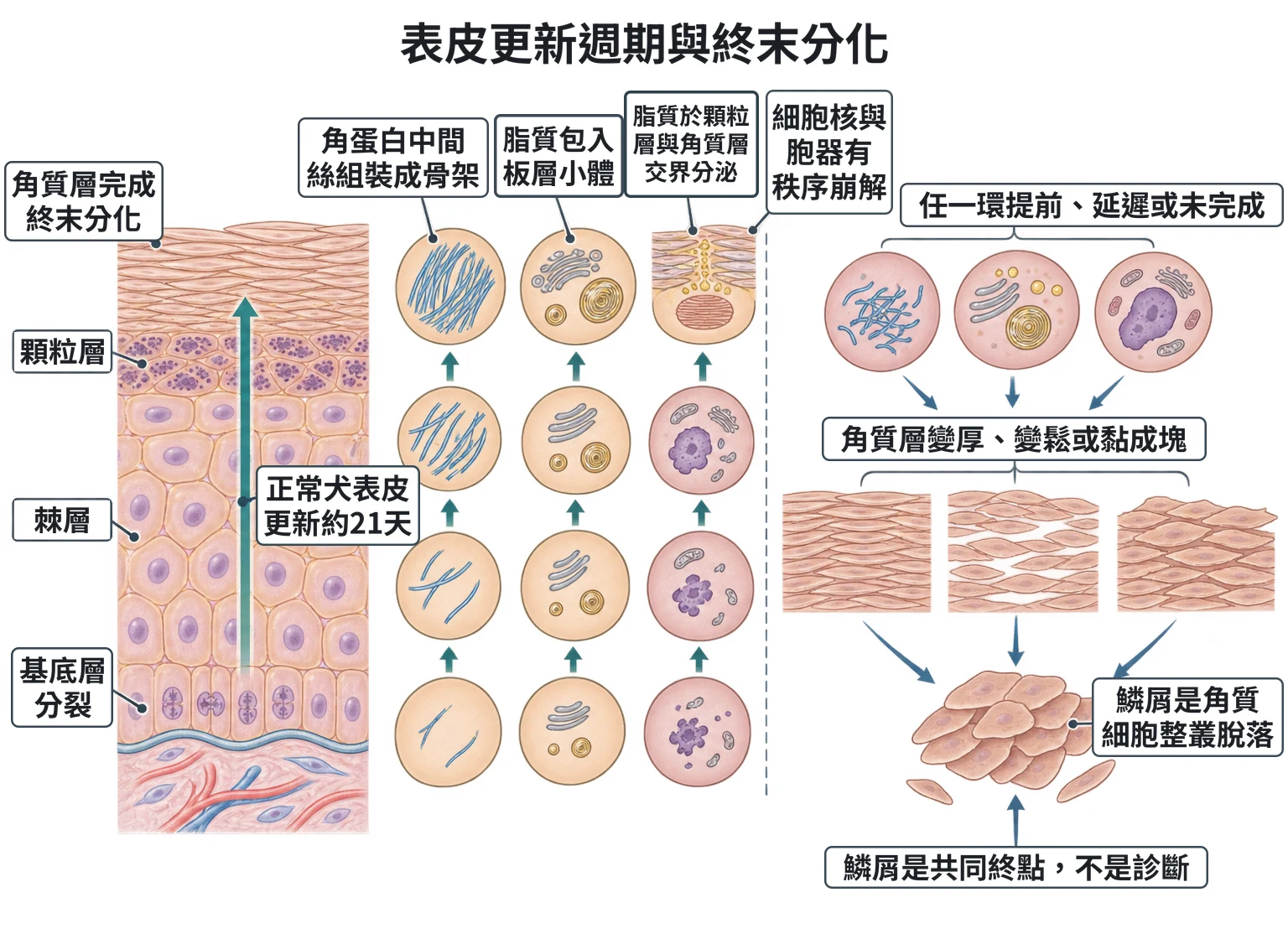 表皮更新週期與終末分化教學插圖