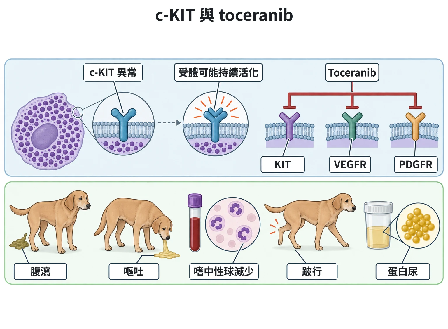 c-KIT 與 toceranib教學插圖