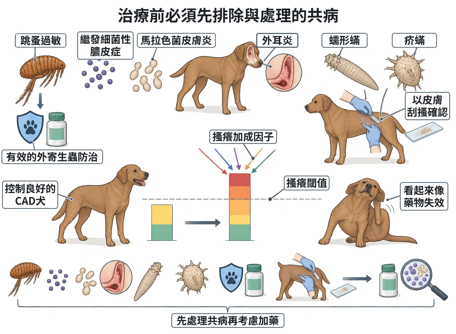 治療前必須先排除與處理的共病教學插圖