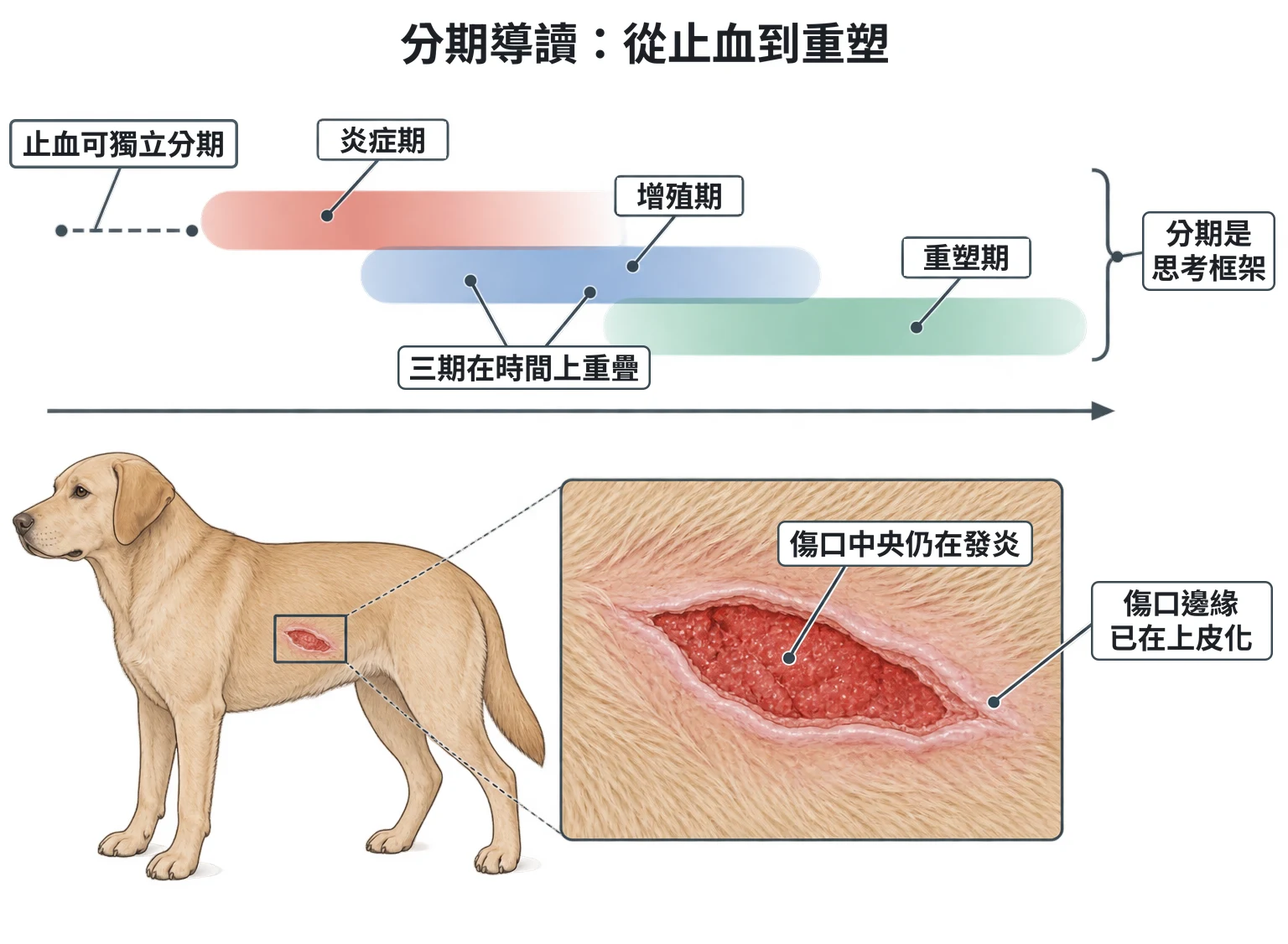 分期導讀:從止血到重塑教學插圖