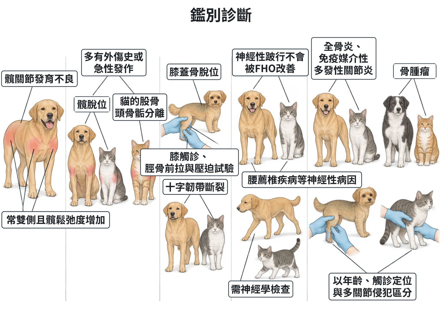 鑑別診斷教學插圖