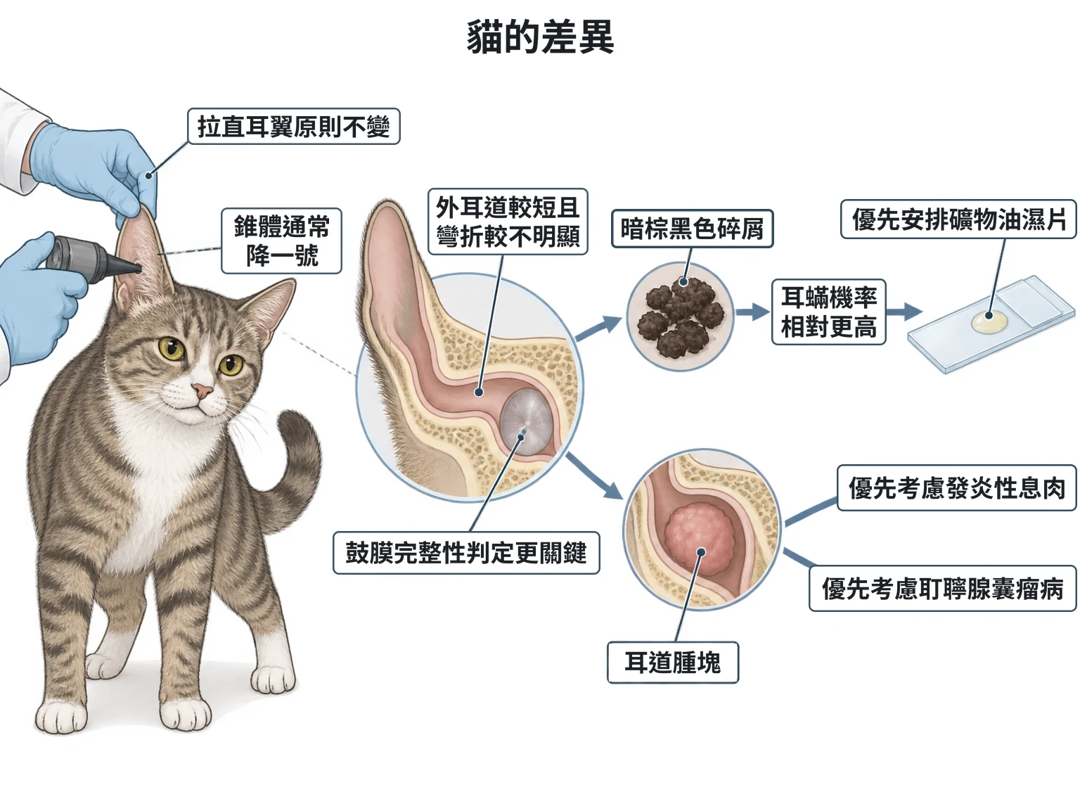 貓的差異教學插圖