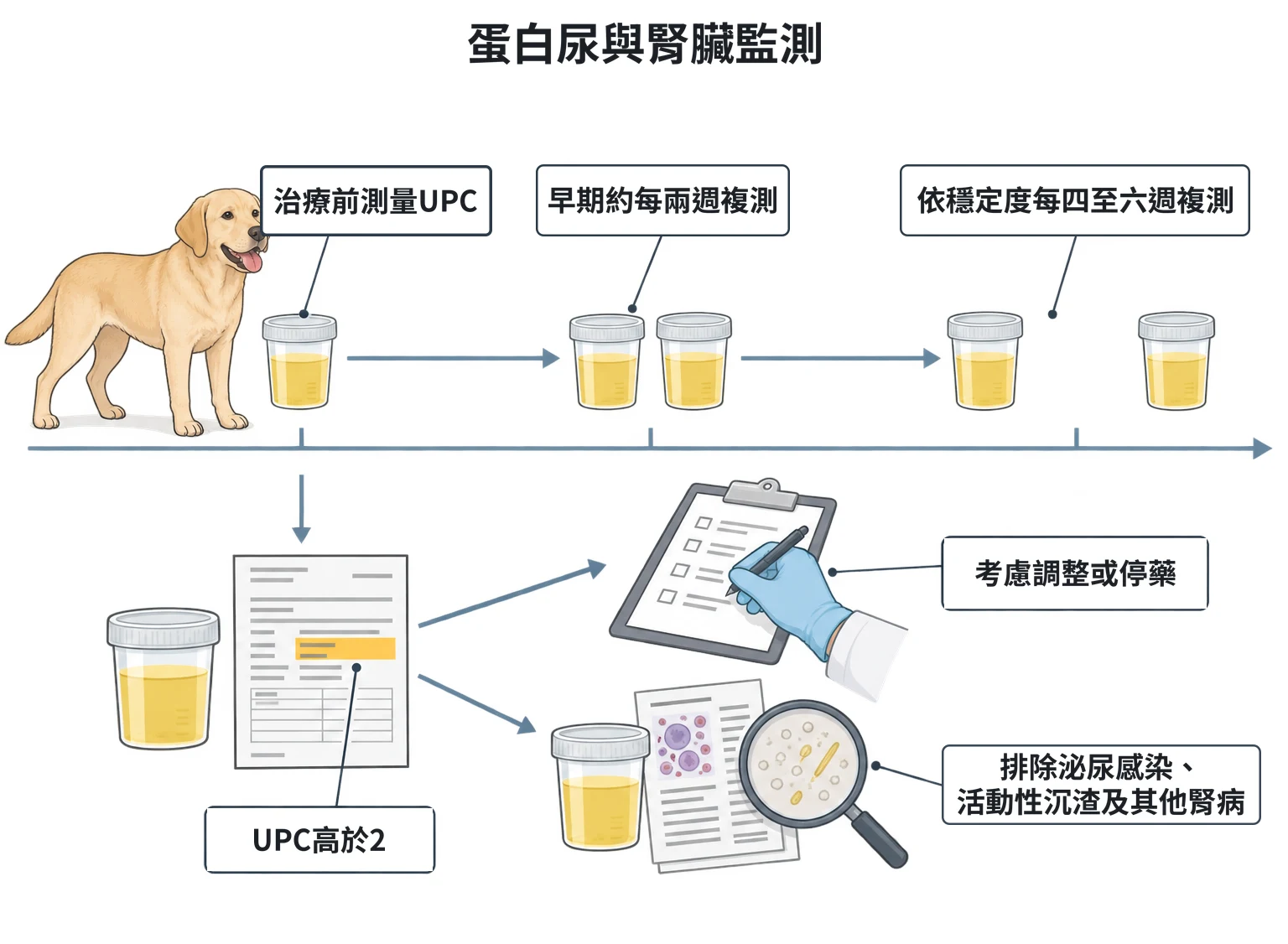 蛋白尿與腎臟監測教學插圖