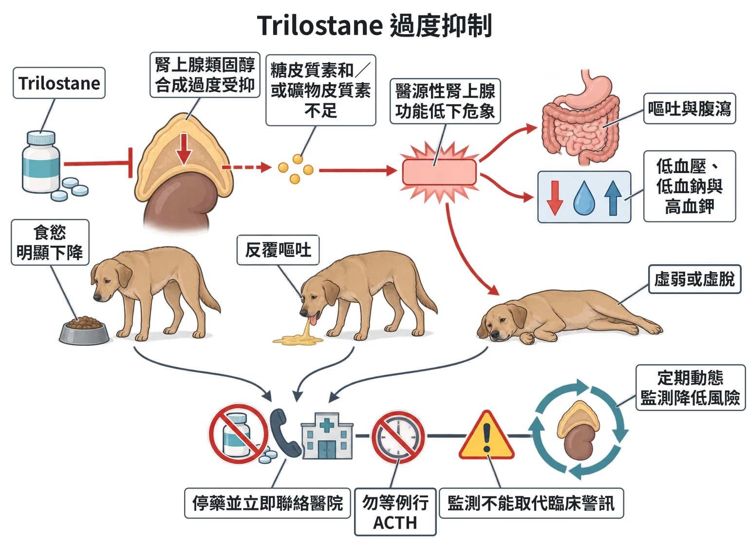 Trilostane 過度抑制教學插圖