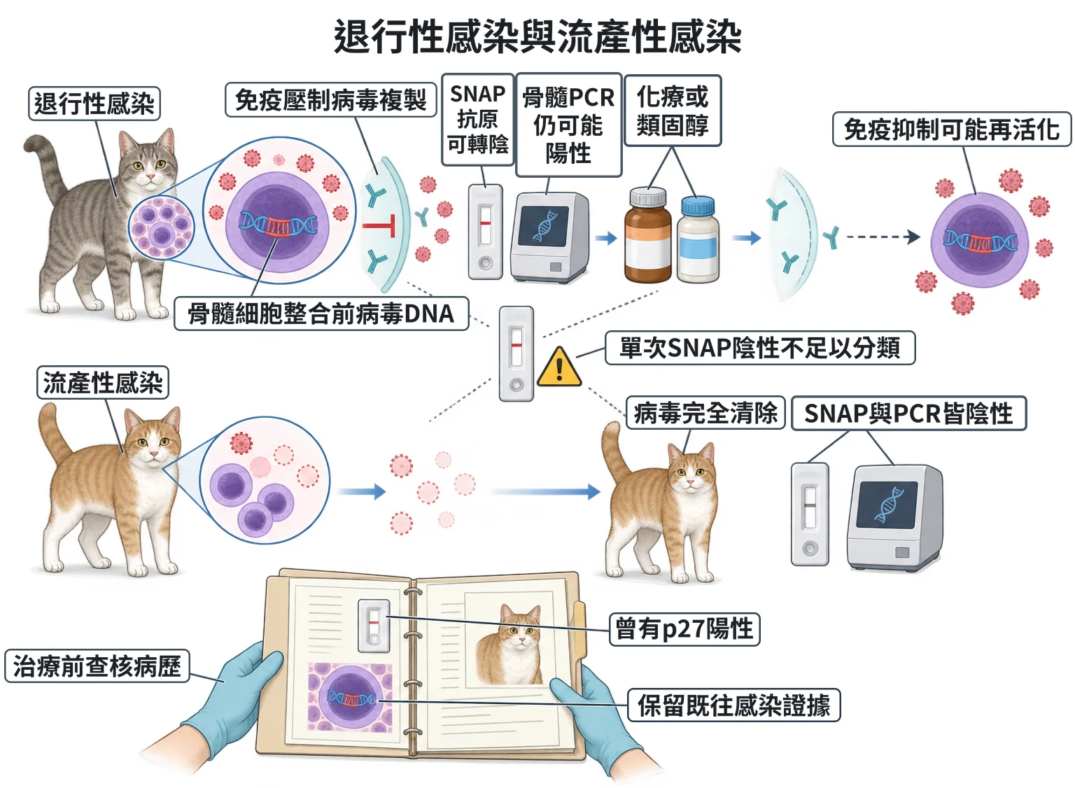 退行性感染與流產性感染教學插圖