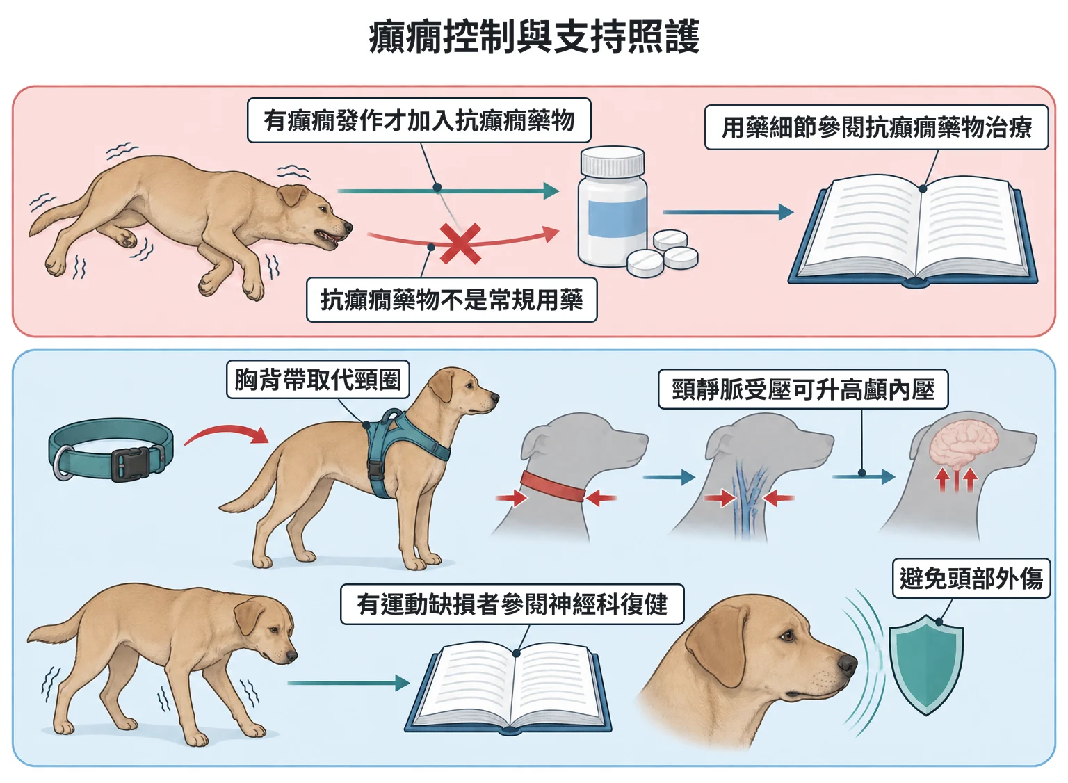 癲癇控制與支持照護教學插圖