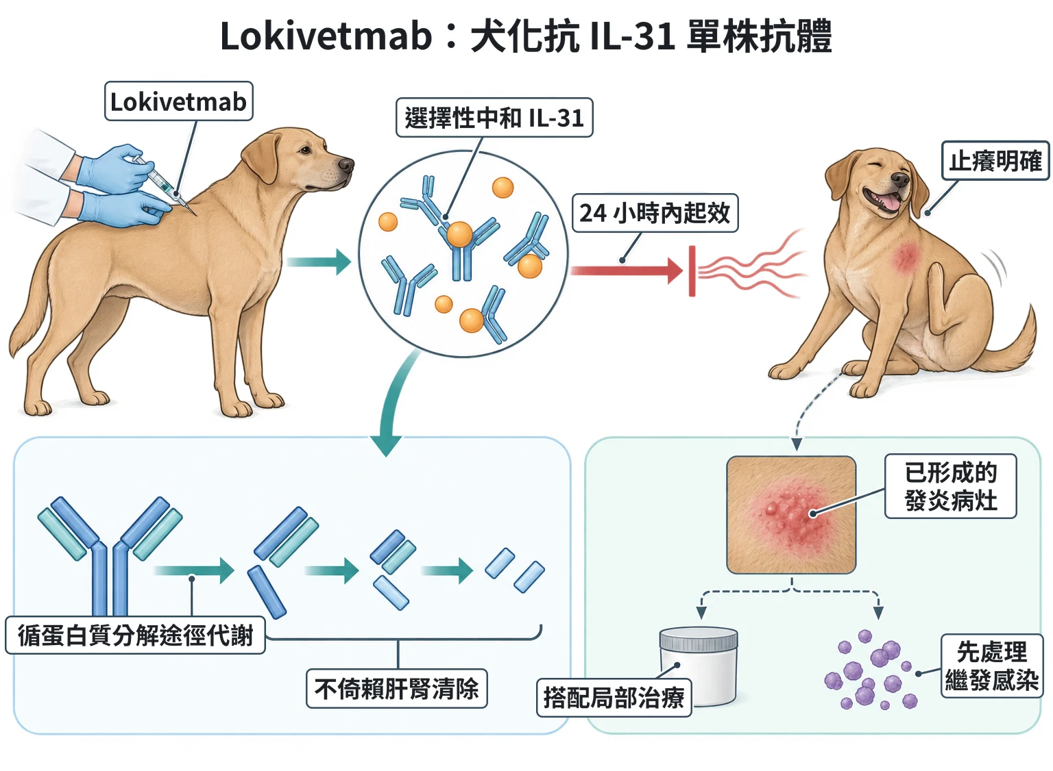 Lokivetmab:犬化抗 IL-31 單株抗體教學插圖