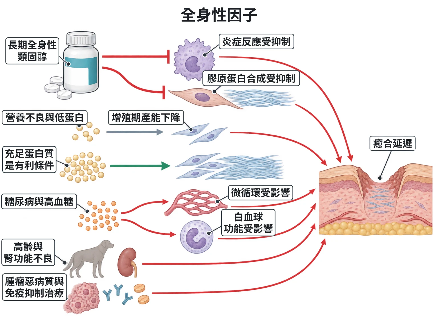 全身性因子教學插圖