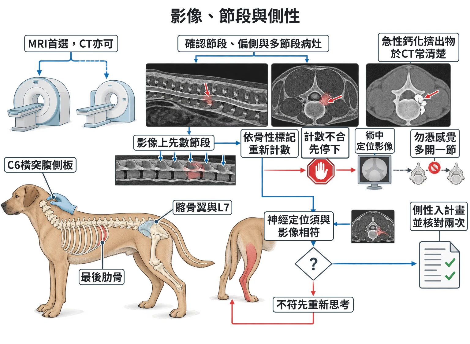 影像、節段與側性教學插圖