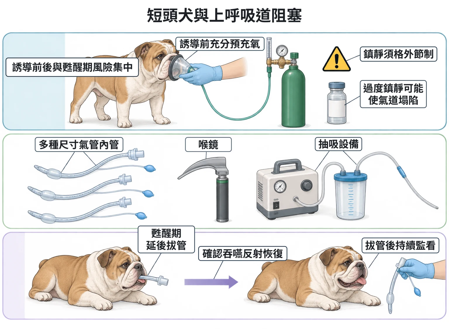 短頭犬與上呼吸道阻塞教學插圖