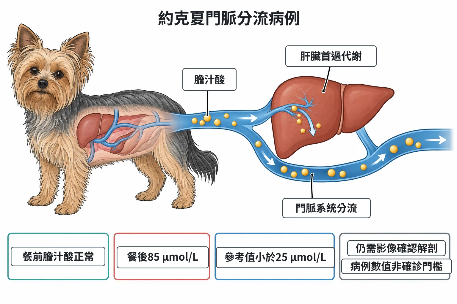 約克夏門脈分流病例教學插圖