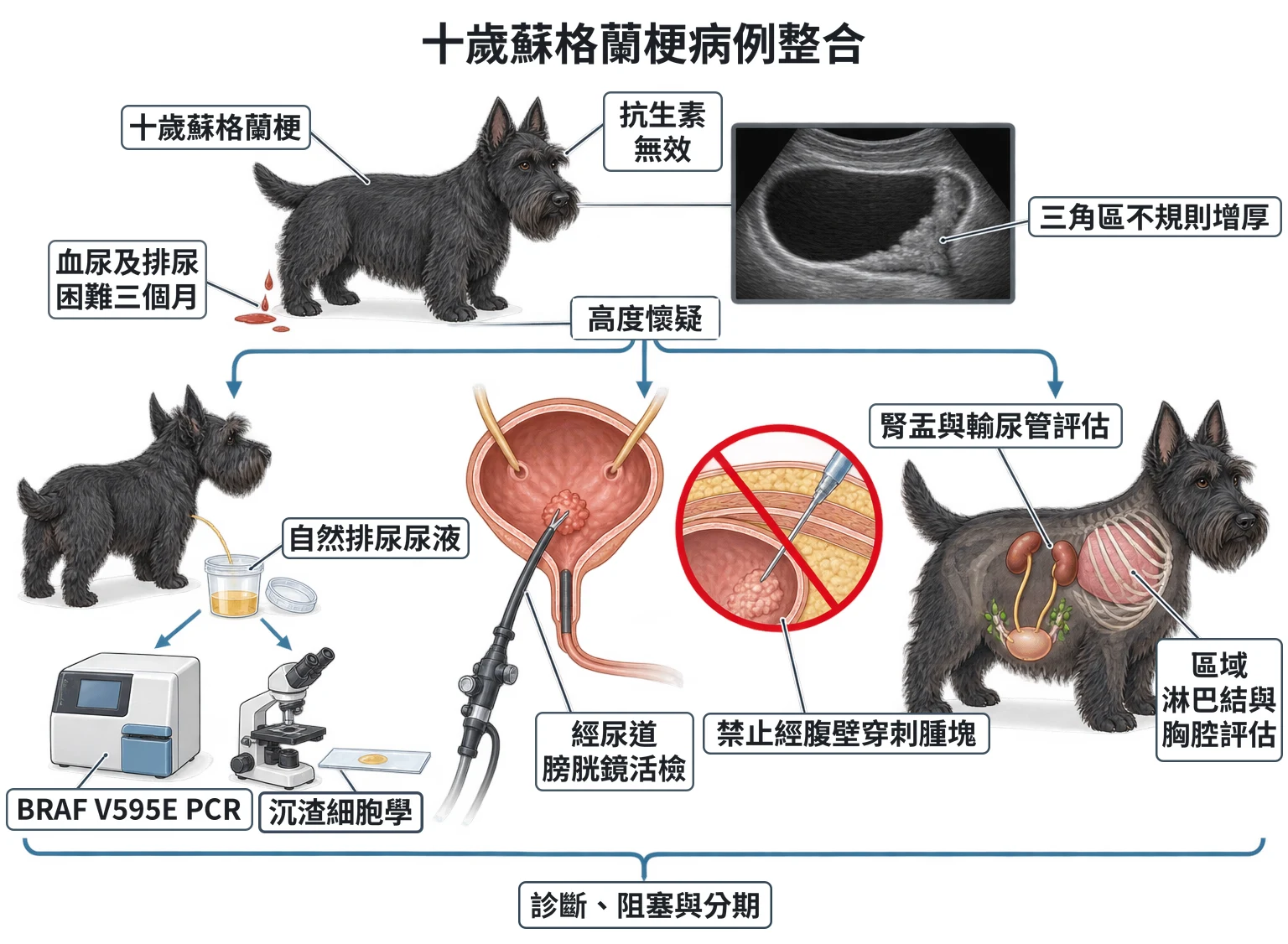 十歲蘇格蘭梗病例整合教學插圖