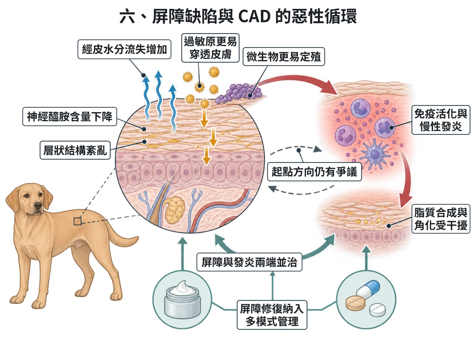 六、屏障缺陷與 CAD 的惡性循環教學插圖