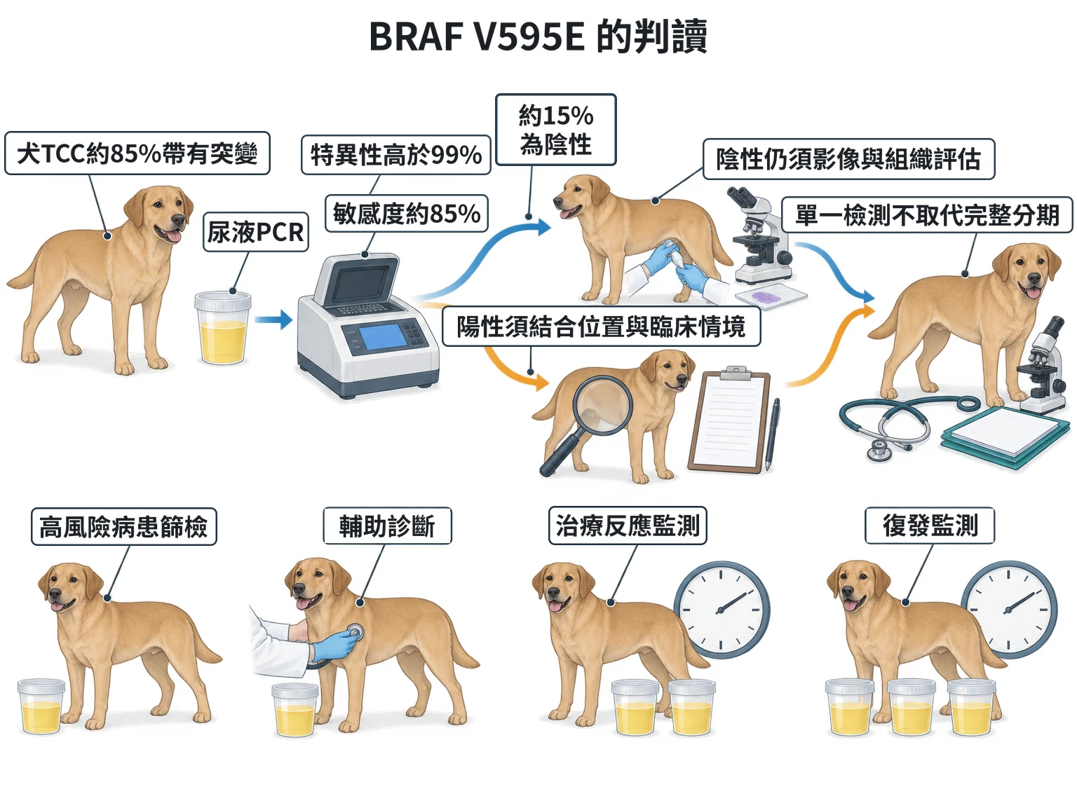 BRAF V595E 的判讀教學插圖