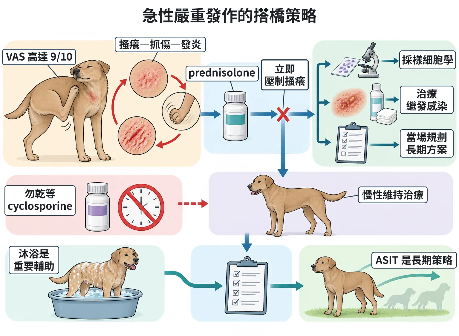 急性嚴重發作的搭橋策略教學插圖
