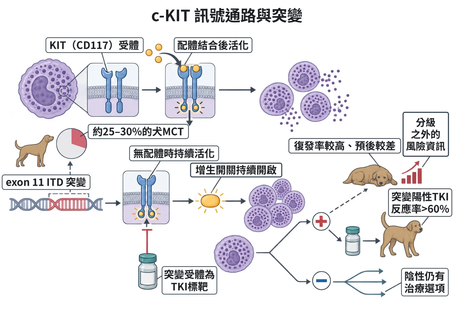 c-KIT 訊號通路與突變教學插圖