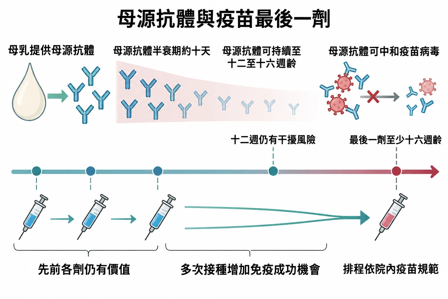 母源抗體與疫苗最後一劑教學插圖
