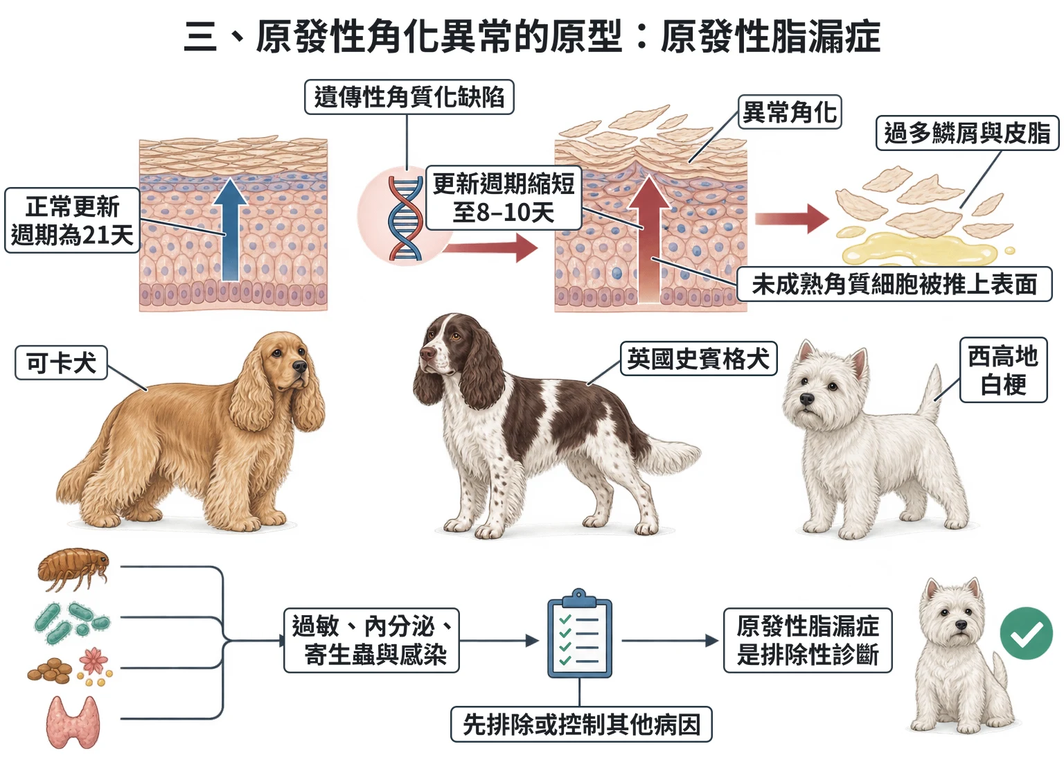 三、原發性角化異常的原型:原發性脂漏症教學插圖