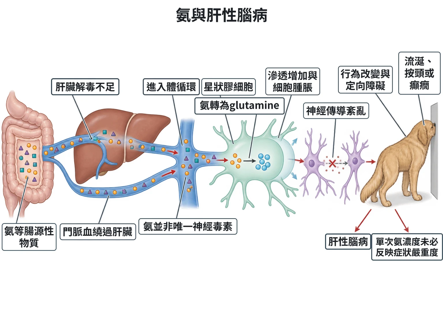 氨與肝性腦病教學插圖