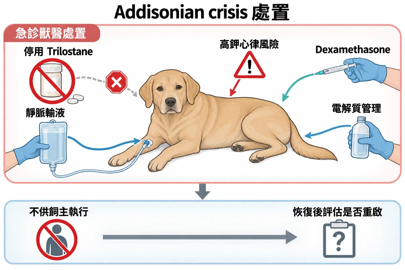 Addisonian crisis 處置教學插圖
